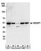 DAZ-associated protein 1 antibody, A303-983A, Bethyl Labs, Western Blot image 