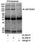 TAO Kinase 3 antibody, A300-535A, Bethyl Labs, Western Blot image 