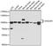 Golgin A5 antibody, A15768, ABclonal Technology, Western Blot image 