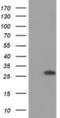 Bridging Integrator 3 antibody, NBP2-03389, Novus Biologicals, Western Blot image 