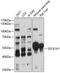 SEC61 Translocon Alpha 1 Subunit antibody, A07764, Boster Biological Technology, Western Blot image 
