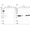 Pyridoxal kinase antibody, NBP1-88282, Novus Biologicals, Western Blot image 