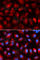 Kinesin Light Chain 1 antibody, A5552, ABclonal Technology, Immunofluorescence image 