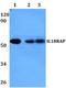 CD218b antibody, A06457-1, Boster Biological Technology, Western Blot image 