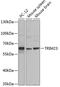 Tripartite Motif Containing 23 antibody, GTX66516, GeneTex, Western Blot image 