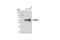 Heterogeneous Nuclear Ribonucleoprotein K antibody, 4675S, Cell Signaling Technology, Western Blot image 