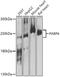 Poly [ADP-ribose] polymerase 4 antibody, GTX32773, GeneTex, Western Blot image 