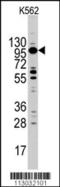 Myosin-Ic antibody, 62-266, ProSci, Western Blot image 
