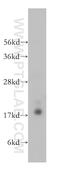 Riboflavin kinase antibody, 15813-1-AP, Proteintech Group, Western Blot image 