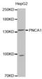 Palladin, Cytoskeletal Associated Protein antibody, abx004235, Abbexa, Western Blot image 