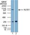 NLR Family Member X1 antibody, TA337151, Origene, Western Blot image 