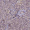 Periphilin 1 antibody, HPA038902, Atlas Antibodies, Immunohistochemistry frozen image 