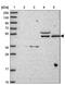 AT-rich interactive domain-containing protein 3B antibody, NBP2-33596, Novus Biologicals, Western Blot image 