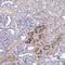Pre-MRNA Processing Factor 38A antibody, HPA058407, Atlas Antibodies, Immunohistochemistry frozen image 