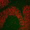 NUC antibody, A300-711A, Bethyl Labs, Immunohistochemistry frozen image 