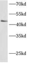 BarH Like Homeobox 2 antibody, FNab00804, FineTest, Western Blot image 
