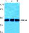 Motilin receptor antibody, A10124-1, Boster Biological Technology, Western Blot image 