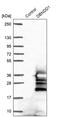 Dysbindin Domain Containing 1 antibody, PA5-60202, Invitrogen Antibodies, Western Blot image 
