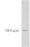 Replication Protein A2 antibody, NB100-74526, Novus Biologicals, Western Blot image 