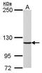 DNA polymerase delta catalytic subunit antibody, TA308522, Origene, Western Blot image 