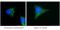 Microtubule Associated Protein 1 Light Chain 3 Beta antibody, 18725-1-AP, Proteintech Group, Immunofluorescence image 