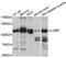 Leucine Rich Repeat Containing G Protein-Coupled Receptor 5 antibody, A00239-1, Boster Biological Technology, Western Blot image 