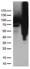 Transglutaminase 2 antibody, CF809187, Origene, Western Blot image 