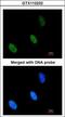 Zinc Fingers And Homeoboxes 2 antibody, GTX112232, GeneTex, Immunofluorescence image 