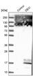 Dexi Homolog antibody, PA5-59605, Invitrogen Antibodies, Western Blot image 