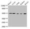 G Protein-Coupled Receptor 22 antibody, orb52018, Biorbyt, Western Blot image 