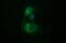 Tubulin Beta 2B Class IIb antibody, MA5-26266, Invitrogen Antibodies, Immunocytochemistry image 