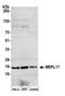 Mitochondrial Ribosomal Protein L17 antibody, A305-670A-M, Bethyl Labs, Western Blot image 