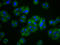 Very Low Density Lipoprotein Receptor antibody, LS-C681689, Lifespan Biosciences, Immunofluorescence image 