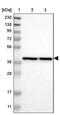 Prolactin Regulatory Element Binding antibody, PA5-53066, Invitrogen Antibodies, Western Blot image 