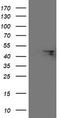 F-Box Protein 31 antibody, CF503945, Origene, Western Blot image 