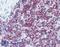 CD3 antibody, LS-B3320, Lifespan Biosciences, Immunohistochemistry frozen image 