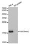 Histone H3.1t antibody, TA327352, Origene, Western Blot image 