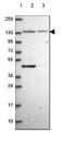 Iron Responsive Element Binding Protein 2 antibody, NBP2-49576, Novus Biologicals, Western Blot image 