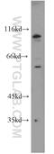 Kizuna Centrosomal Protein antibody, 21177-1-AP, Proteintech Group, Western Blot image 