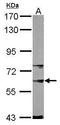 SNW Domain Containing 1 antibody, GTX109978, GeneTex, Western Blot image 