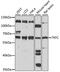 Triokinase And FMN Cyclase antibody, 16-040, ProSci, Western Blot image 