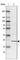 RWD Domain Containing 1 antibody, HPA028712, Atlas Antibodies, Western Blot image 