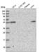 Carbohydrate Sulfotransferase 3 antibody, PA5-65472, Invitrogen Antibodies, Western Blot image 