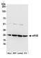 eIF4E antibody, A301-154A, Bethyl Labs, Western Blot image 