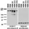 Ankyrin-2 antibody, 73-145, Antibodies Incorporated, Western Blot image 