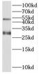 Sperm acrosome membrane-associated protein 3 antibody, FNab08138, FineTest, Western Blot image 