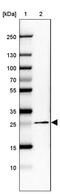 Golgi SNAP Receptor Complex Member 2 antibody, PA5-62971, Invitrogen Antibodies, Western Blot image 