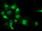 Sepiapterin Reductase antibody, LS-C115811, Lifespan Biosciences, Immunofluorescence image 