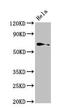 Thyroid Hormone Receptor Interactor 4 antibody, CSB-PA618991LA01HU, Cusabio, Western Blot image 