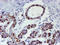 TAZ antibody, TA503538, Origene, Immunohistochemistry frozen image 
